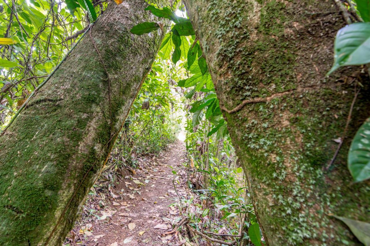 Ara Ambigua Lodge Sarapiqui Ngoại thất bức ảnh