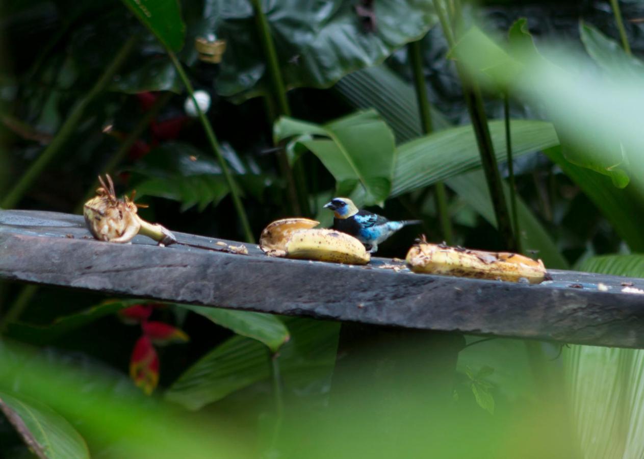 Ara Ambigua Lodge Sarapiqui Ngoại thất bức ảnh