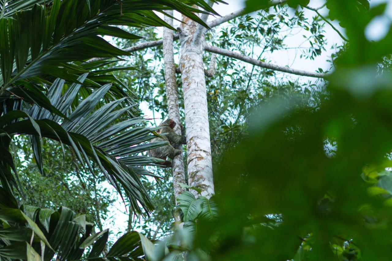 Ara Ambigua Lodge Sarapiqui Ngoại thất bức ảnh