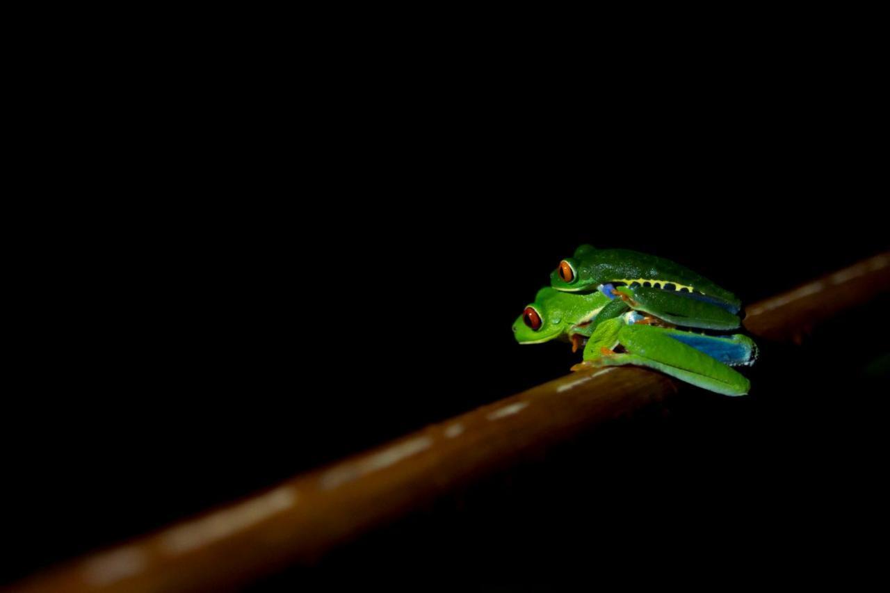 Ara Ambigua Lodge Sarapiqui Ngoại thất bức ảnh